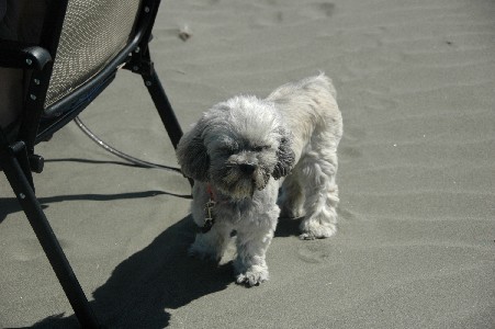 winddog